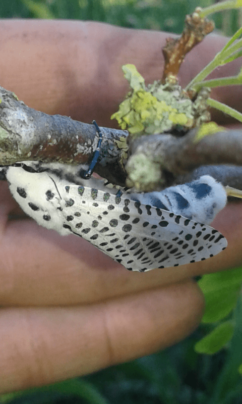 Zeuzera pyrina (Cossidae)? S